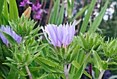 STOKESIA LAEVIS BLUE STAR