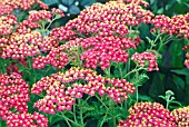 ACHILLEA FANAL