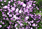 THALICTRUM DELAVAYI HEWITTS DOUBLE