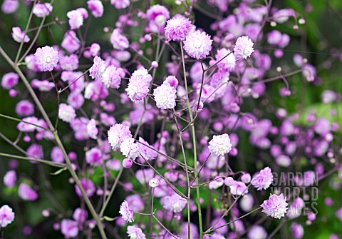 THALICTRUM_DELAVAYI_HEWITTS_DOUBLE