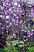 THALICTRUM DELAVAYI HEWITTS DOUBLE