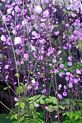 THALICTRUM_DELAVAYI_HEWITTS_DOUBLE