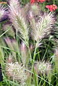 PENNISETUM VILLOSUM