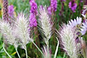 PENNISETUM VILLOSUM