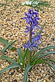 SCILLA GREILHUBERI PLANT FLOWERING IN SHINGLE