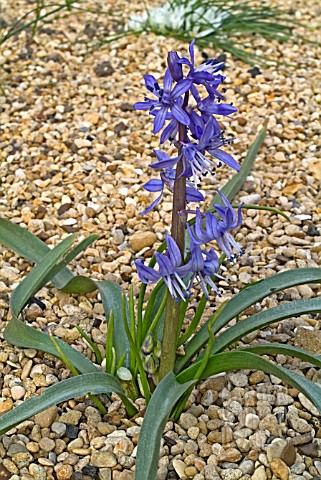 SCILLA_GREILHUBERI_PLANT_FLOWERING_IN_SHINGLE