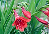 GLADIOLUS FLANAGANII