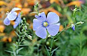 LINUM PERENNE