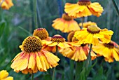 HELENIUM SAHINS EARLY FLOWERER