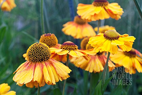 HELENIUM_SAHINS_EARLY_FLOWERER