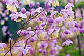 THALICTRUM DELAVAYI