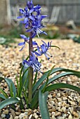 SCILLA GREILHUBERI,  PLANT FLOWERING IN SHINGLE.