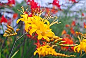 CROCOSMIA ROWALLANE YELLOW