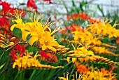 CROCOSMIA ROWALLANE YELLOW