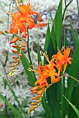 CROCOSMIA ROWALLANE ORANGE