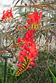 CROCOSMIA LUCIFER WITH ACER PALMATUM