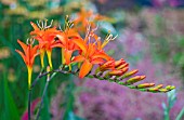 CROCOSMIA FIREBIRD