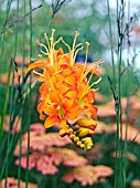 CROCOSMIA MASONIORUM JIM TAGGART