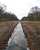 DYKE THROUGH THE BIRCHWOODS, HOLME FEN, CAMBRIDGESHIRE