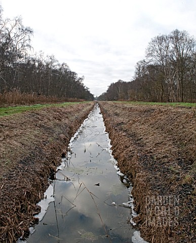 DYKE_THROUGH_THE_BIRCHWOODS_HOLME_FEN_CAMBRIDGESHIRE