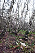 BETULA TREES AT HOLME FEN BIRCHWOOD, CAMBRIDGESHIRE