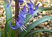 SCILLA GREILHUBERI CLOSE UP OF FLOWERS.