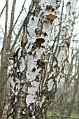 BRACKET FUNGUS, PIPTOPORUS BETULINUS, ON SILVER BIRCH, BETULA PENDULA