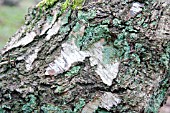 DETAIL OF BARK ON MATURE SILVER BIRCH, BETULA PENDULA, SHOWING MOSSES AND LICHEN