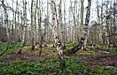 BIRCHWOOD AT HOLME FEN, CAMBRIDGESHIRE