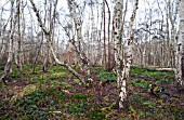 BIRCHWOODS, BETULA PENDULA, AT HOLME FEN, CAMBRIDGESHIRE