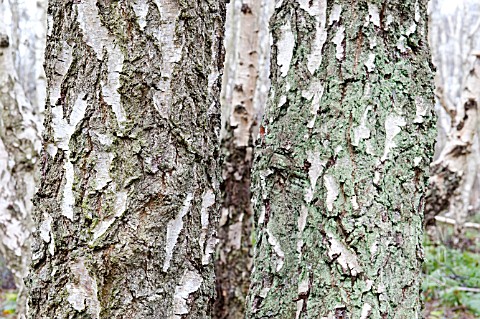 MATURE_SILVER_BIRCH_TRUNKS_SHOWING_FISSURED_BARK_WITH_MOSSES_AND_LICHENS