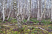 BIRCHWOODS AT HOLME FEN