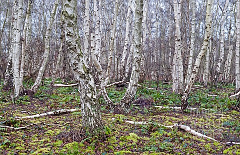 BIRCHWOODS_AT_HOLME_FEN