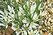 ORNITHOGALUM SIGMOIDEUM SYN O. SIBTHORPII.  PLANT WITH SESSILE FLOWERS GROWING IN SHINGLE.