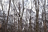 BIRCH TREES, BETULA PENDULA, AGAINST A WINTER SKY