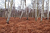 BIRCHES GROWING AMONG BRACKEN AT HOLME FEN.