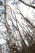 SILVER BIRCHES, BETULA PENDULA, AGAINST THE SKY