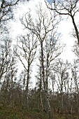 BIRCHES, BETULA PENDULA, AGAINST A WINTER SKY