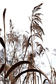 PHRAGMITES AUSTRALIS, COMMON REED