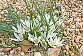 ORNITHOGALUM SIGMOIDEUM SYN O. SIBTHORPII.  PLANT WITH SESSILE FLOWERS IN SHINGLE