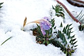 CROCUS IMPERATI DE JAGER FROZEN IN SNOW WITH EUPHORBIA RIGIDA