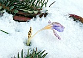 CROCUS IMPERATI DE JAGER FROZEN IN SNOW