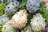 KIWANO, HORNED MELON, CUCUMUS METULIFERUS, SEMI-RIPE FRUITS.