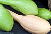 COURGETTE TROMBONCINO