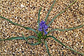 SCILLA GREILHUBERI,  PLANT FLOWERING IN SHINGLE AND SHOWING DISTINCTIVE LONG LEAVES.