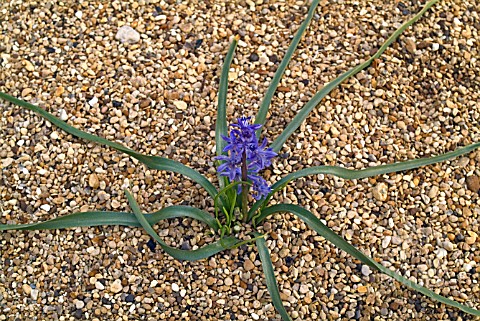 SCILLA_GREILHUBERI__PLANT_FLOWERING_IN_SHINGLE_AND_SHOWING_DISTINCTIVE_LONG_LEAVES