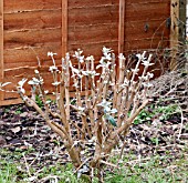 PRUNING BUDDLEJA DAVIDII - TASK COMPLETED