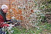 PRUNING BUDDLEJA DAVIDII - MAKING THE FIRST CUT.