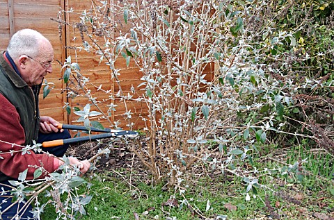 PRUNING_BUDDLEJA_DAVIDII__MAKING_THE_FIRST_CUT