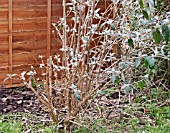 PRUNING BUDDLEJA DAVIDII, HALFWAY THROUGH TASK